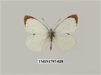 藏品(昆蟲綱)的圖片